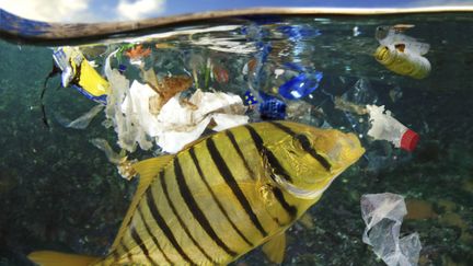 Un poisson pris dans le plastique, dans la mer des Caraïbes, en février 2018.&nbsp; (MAXPPP)