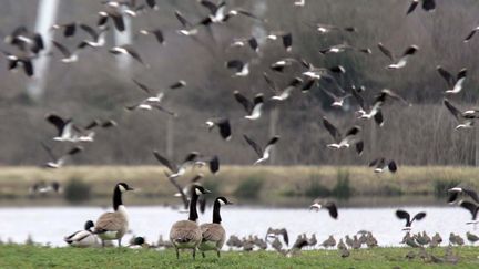 Des Bernaches du Canada (photo d'illustration). Les oiseaux migrateurs ont importés au Québec la souche européenne de la grippe aviaire. (MAXPPP)