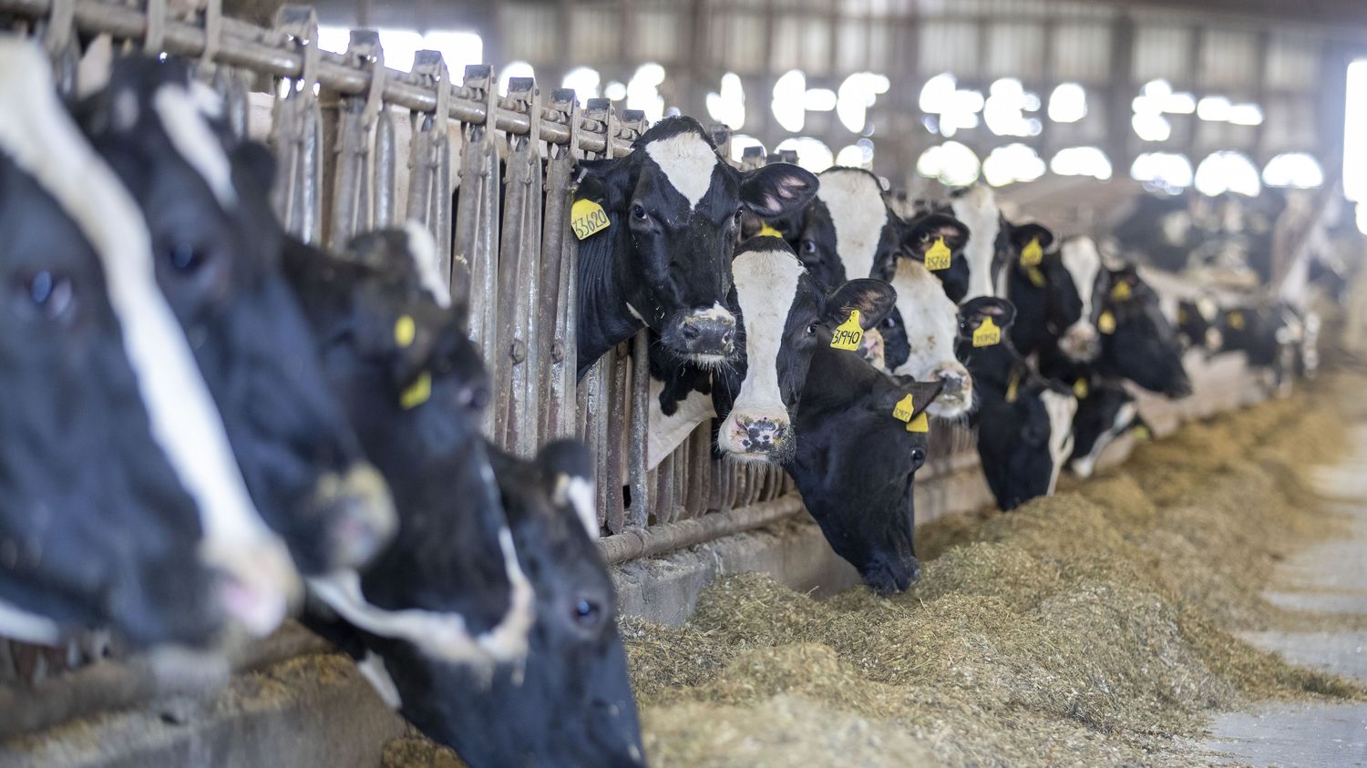 Avian Flu Epidemic Spreading to Dairy Cows in the United States: Impact ...