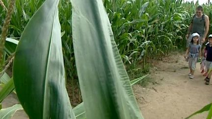 Labyrinthe dans un champs en Seine-Maritime
 (France 3 Culturebox)