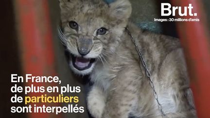 VIDEO. De plus en plus de lionceaux utilisés comme animaux de compagnie (BRUT)