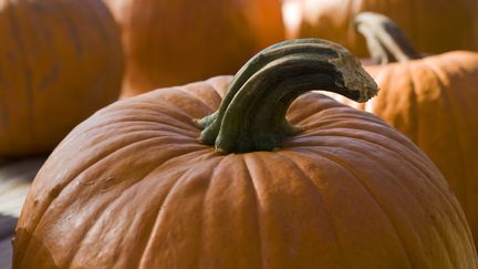 En octobre 2013, les douanes de Montr&eacute;al (Canada) ont arr&ecirc;t&eacute; une passag&egrave;re transportant des citrouilles remplies de coca&iuml;ne. (RUSSEL KORD / AFP)