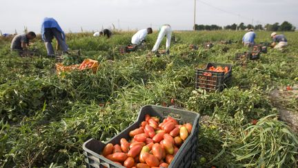 Italie : un syndicaliste dénonce les conditions de travail des ramasseurs de tomates