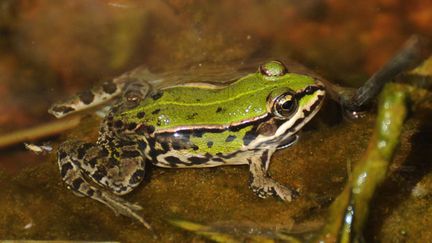 &nbsp; (Cette grenouille verte ((Pelophylax) était notamment menacée par le barrage de Sivens © Kalousek Rostislav/AP/SIPA)