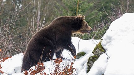 Pyrénées : une première ourse réintroduite