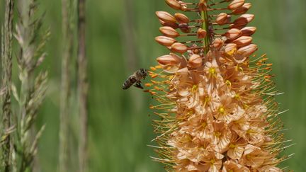 Abeille sur Quenouille de Cléopâtre (Eremurus). (ISABELLE MORAND / RADIO FRANCE / FRANCE INFO)