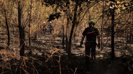 Incendies en France : plus de 42 000 hectares déjà brûlé, un record