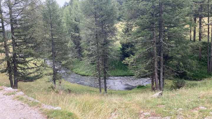 Lors de la randonnée, on croise en chemin des mélèzes, des buissons de genévriers piquants et des épicéas tout doux qui servent à construire des charpentes. (INGRID POHU / RADIOFRANCE)