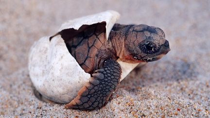 Un bébé tortue caouanne se libérant de son œuf (photo d'illustration). (VW PICS / UNIVERSAL IMAGES GROUP EDITORIAL / VIA GETTY)