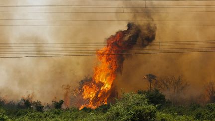 Une photo d'un incendie au Pantanal, diffusée par le gouvernement de l'Etat Mato Grosso, le 30 octobre 2019. (CHICO RIBEIRO / MATO GROSSO DO SUL STATE GOVERNM / AFP)