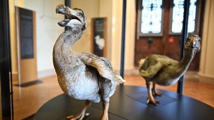 Couple de dodos reconstitués pour la Grande Galerie de l'Évolution, mars 2024. (MNHN / Jean-Christophe Domenech)