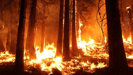 Les abords du parc national de Yosemite (Californie, Etats-Unis) en flammes le 30 ao&ucirc;t 2013.&nbsp; (REUTERS)