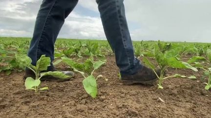 Hauts-de-France : dans le Nord, une coopérative visionnaire s'est lancée dans la culture du tournesol avant la pénurie