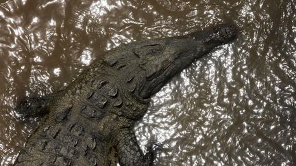 Des crocodiles&nbsp;écument les rues inondées de la ville indienne de Vadodara, a annoncé la police le 2 août 2019. (Photo d'illustration) (JUAN CARLOS ULATE / REUTERS)