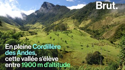 Dans la brume de cette vallée colombienne émergent des géants de la nature : les célèbres palmiers de cire du Quindío.