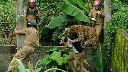 Un l&eacute;opard attaque un garde forestier dans la banlieue de Siliguri (Inde), le 19 juillet 2011. (DIPTENDU / AFP)