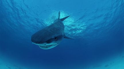 Un requin tigre (JEFF ROTMAN / GETTY IMAGES)