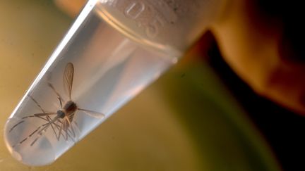 Un moustique de type aedes aegypti, dans un tube à essai, au&nbsp;Salvador, le 3 février 2016. (MARVIN RECINOS / AFP)