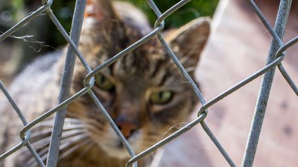 Un chat dans un refuge pour animaux à&nbsp;Dorf Mecklenburg, en Allemagne, le 3 juin 2016. (Photo d'illustration) (JENS BUTTNER / AFP)