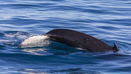 Une baleine adulte, à l'ouest du Groenland, le 8 mars 2017. Image d'illustration. (MICHAEL NOLAN / ROBERT HARDING RF / AFP)