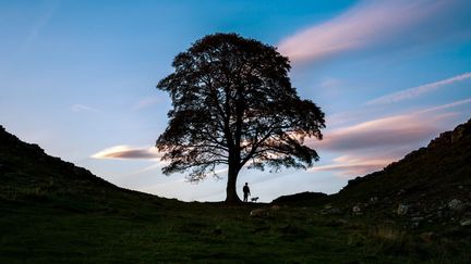 Le solitaire Sycamore Gap au coucher du soleil à Northumberland (Angleterre, Royaume-Uni) le 10 octobre 2022. (PAUL C STOKES / MOMENT RF / GETTY IMAGES)