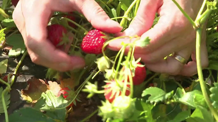 Agriculture : manquant de main-d’œuvre, un producteur de fraises propose la cueillette directement au public (France 3)