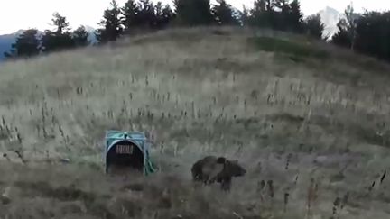 Une ourse femelle relâchée dans les Pyrénées, près Arthez-de-Béarn (Pyrénées-Atlantiques), le 5 octobre 2018, sur une image tirée d'une vidéo de l'Office national de la chasse et de la faune sauvage. (OFFICE NATIONAL DE LA CHASSE ET DE LA FAUNE SAUVAGE / AFP)