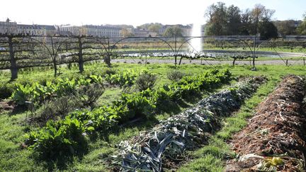 Compost et culture de légumes au Potager du roi à Versailles
 (Ludovic Marin / AFP)