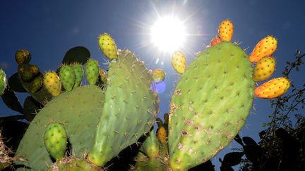 Le figuier de Barbarie, cactus&nbsp;Opuntia ficus-indica, est originaire du Mexique.Toute la plante, à part ses épines, peut être valorisée dans l'alimentation ou, plus récemment, dans les produits cosmétiques. (ABDELHAK SENNA / AFP)