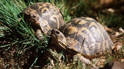 Des tortues de Hermann&nbsp;au Village des tortues de&nbsp;Gonfaron (Var), le 14 mars 2002. (BERNARD DEVAUX / AFP)