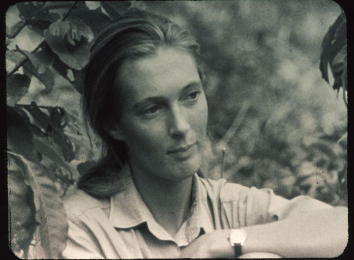 Jane Goodall en 1964
 (Hugo van Lawick)