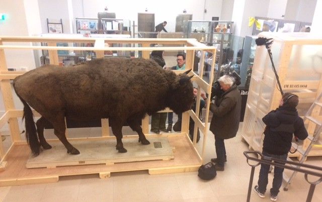 Un bison encombrant
 (Valérie Gaget/France 2)