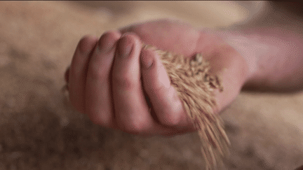 Agriculture : la pire moisson depuis quarante ans en France