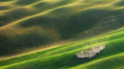 Vue a&eacute;rienne d'un troupeau de moutons en Toscane (Italie), le 18 f&eacute;vrier 2015. (MARCIN SOBAS / SOLENT NEWS / SIPA)