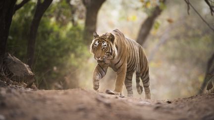 Un tigre du Bengale, dans le parc national&nbsp;Ranthambore du Rajasthan (Inde).&nbsp; (JANETTE HILL / AFP)