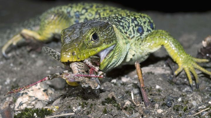 Un l&eacute;zard ocell&eacute;. (SIPA)