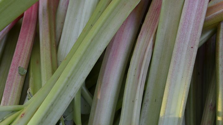 Les tiges de rhubarbe&nbsp;ont des couleurs différentes en fonction des variétés.&nbsp; (ISABELLE MORAND / RADIO FRANCE / FRANCE INFO)