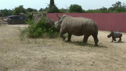 Animaux : une femelle rhinocéros blanc est née dans parc animalier de Peaugres en Ardèche (France 3)