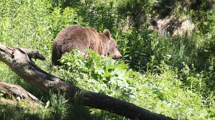 Un ours à l'état semi-sauvage dans un parc animalier des Angles, en&nbsp;Languedoc-Roussillon. (RAYMOND ROIG / AFP)