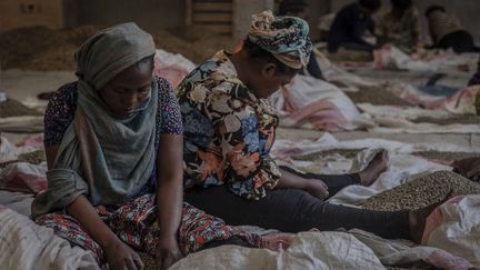 Après trois à quatre semaines, les grains sont expédiés à Goma, la grande ville de la rive Nord du lac. Là se déroule la suite du processus, le "déparchage", pour retirer la dernière enveloppe entourant les grains avant leur exportation. (GUERCHOM NDEBO / AFP)