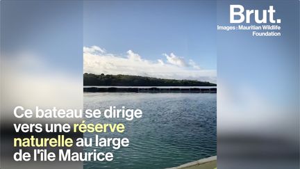 VIDEO. À l'île Maurice, une ONG sauve la biodiversité menacée par la marée noire (BRUT)