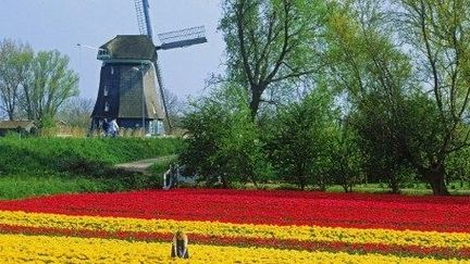 La croissance est dans le rouge au pays des tulipes. (Chad Ehlers / TIPS / Photononstop)