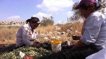 La famille Besharyeh ramasse des olives dans le village d'Aboud, au Nord de Ramallah. (NICOLAS ROPERT)