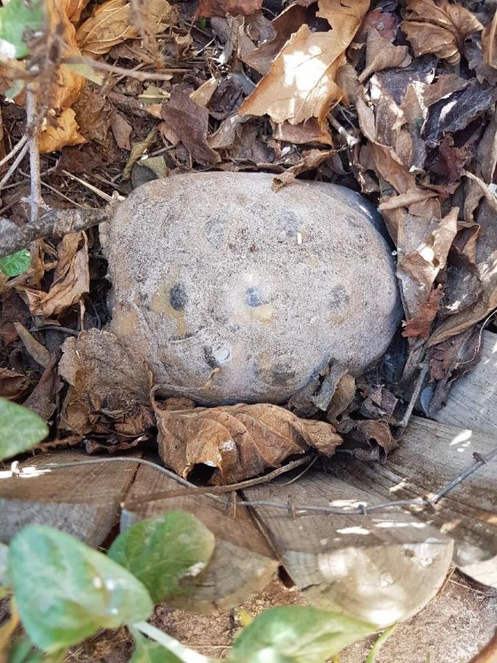 Sylvain prend en photo sa tortue recouverte de poussière à Port-la-Nouvelle (Aude), le 13 février 2019. (DR)