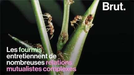 Pour survivre, les fourmis s'associent avec de nombreuses espèces végétales et animales. Notamment avec l'acacia "corne de bœuf", un arbre d'Amérique centrale.