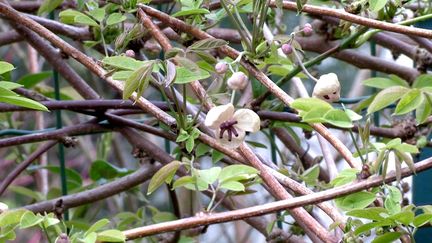 Premières fleurs d'akébie au printemps. (ISABELLE MORAND / RADIO FRANCE / FRANCE INFO)