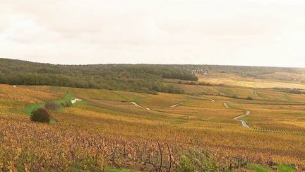 Champagne : à la découverte des randonnées en automne dans les vignes