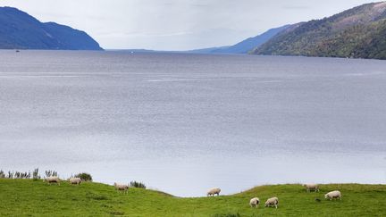 Des drones vont survoler le Loch Ness, en Écosse, les 26 et 27 août, à la recherche du monstre du lac. (GUILLAUME BONNEFONT / MAXPPP)