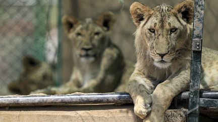 Des félins au "Sudan Animal Rescue", un sanctuaire pour animaux sauvages, le 28 février 2022.&nbsp; (ASHRAF SHAZLY / AFP)