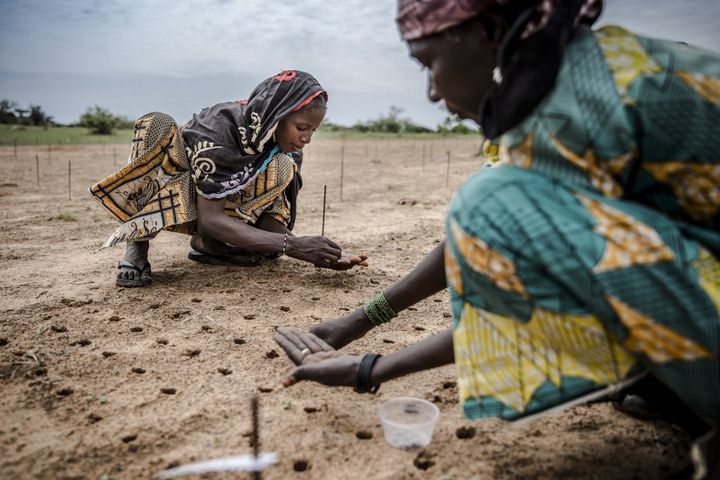 Plantations de graines d'arbres lors d'un projet de reboisement dans la région de Zinder au Niger, en juillet 2019. (LUIS TATO / FAO)